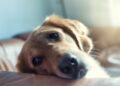 anxious or stressed dog
